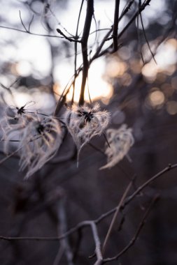 Sabah güneşinde çiçek açan bir güzellik.