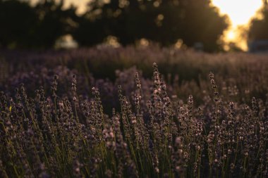 Sabah güneşinde çiçek açan bir güzellik.