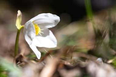 Sabah güneşinde çiçek açan bir güzellik.