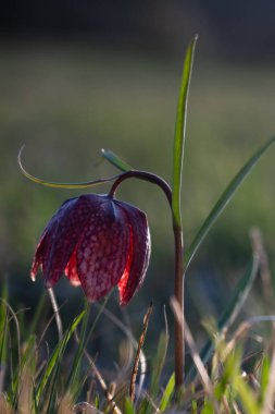 Sabah güneşinde çiçek açan bir güzellik.