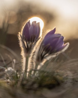 Sabah güneşinde sihirli bir çiçek