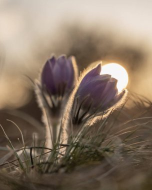 Sabah güneşinde sihirli bir çiçek