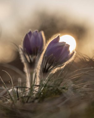 Sabah güneşinde sihirli bir çiçek