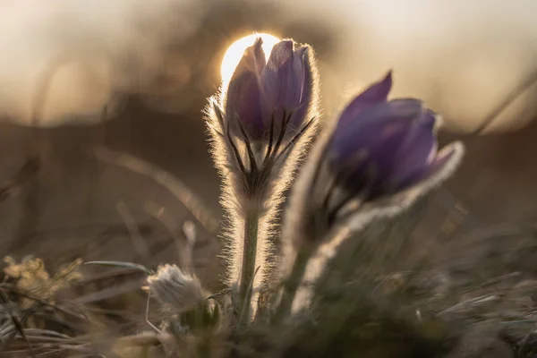 朝の太陽の下で咲く美しさ — ストック写真