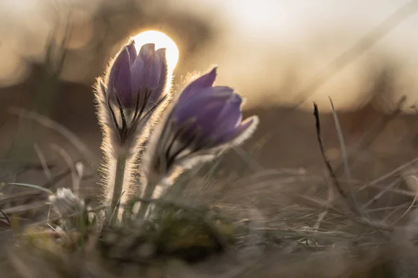 朝の太陽の下で魔法の花を — ストック写真