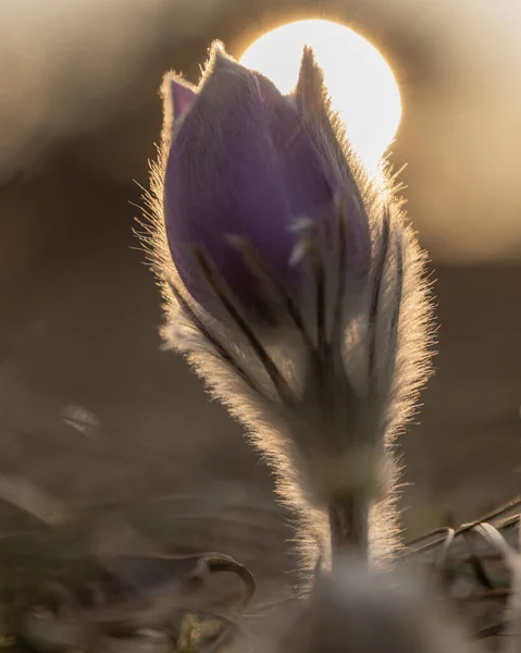 朝の太陽の下で魔法の花を — ストック写真