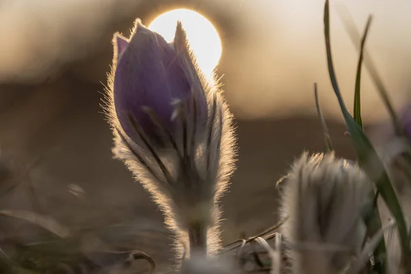 朝の太陽の下で魔法の花を — ストック写真