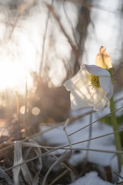 Una Flor Mágica Sol Mañana —  Fotos de Stock