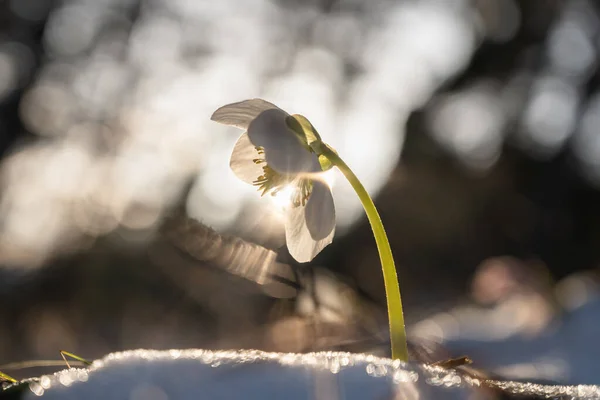 朝の太陽の下で魔法の花を — ストック写真