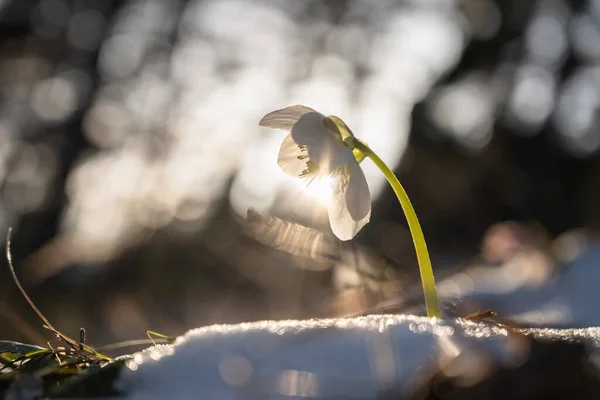 朝の太陽の下で魔法の花を — ストック写真