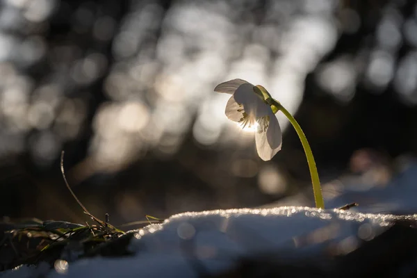 朝の太陽の下で魔法の花を — ストック写真