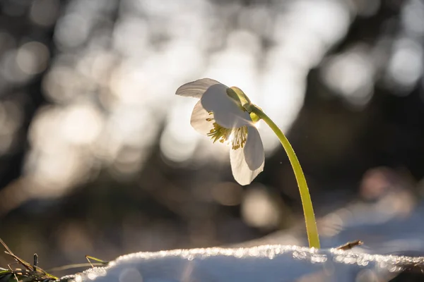 朝の太陽の下で魔法の花を — ストック写真