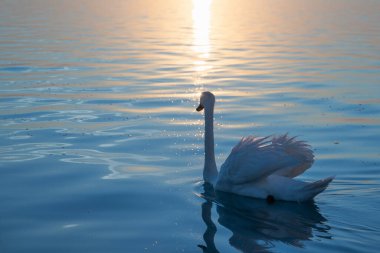 Gölde güneşin tadını çıkaran bir kuğu.
