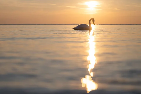 Лебедь Наслаждающийся Утренним Солнцем Озере — стоковое фото