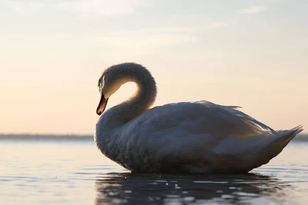 Лебедь Наслаждающийся Утренним Солнцем Озере — стоковое фото