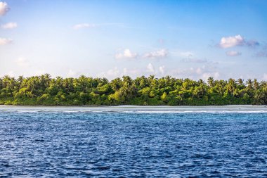 Maldivler 'deki bir adadaki bir grup palmiye ağacının görüntüsü