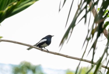 Doğulu saksağan bülbülü, ağaç dalında geçen küçük bir kuş