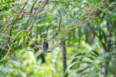 Doğulu saksağan bülbülü, ağaç dalında geçen küçük bir kuş