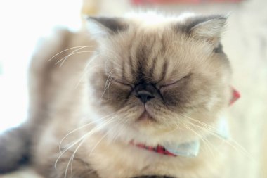 Yerde uyuyan kedi, seçici odaklanma