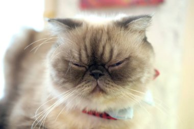 Yerde uyuyan kedi, seçici odaklanma