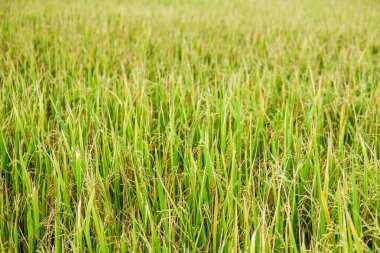 Tayland 'da yeşil pirinç tarlası tarım alanı, seçici odaklanma