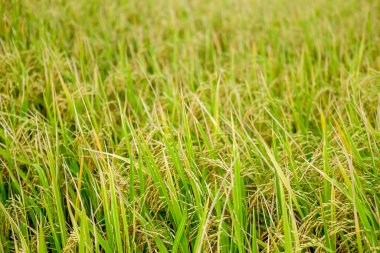 Tayland 'da yeşil pirinç tarlası tarım alanı, seçici odaklanma