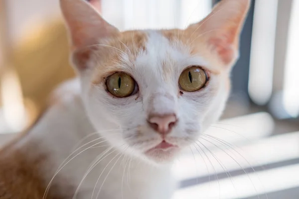 Gros Plan Thai Orange White Cat — Photo