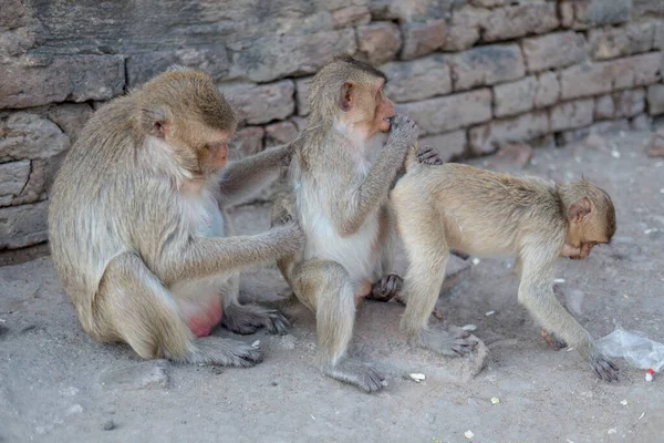 Three Monkeys in Lopburi, a province in the central region of Thailand