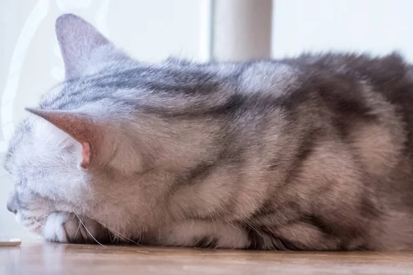 Gatto Che Dorme Sul Pavimento Concentrazione Selettiva — Foto Stock