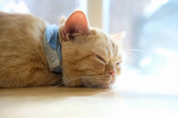 Gatto Che Dorme Sul Pavimento Concentrazione Selettiva — Foto Stock