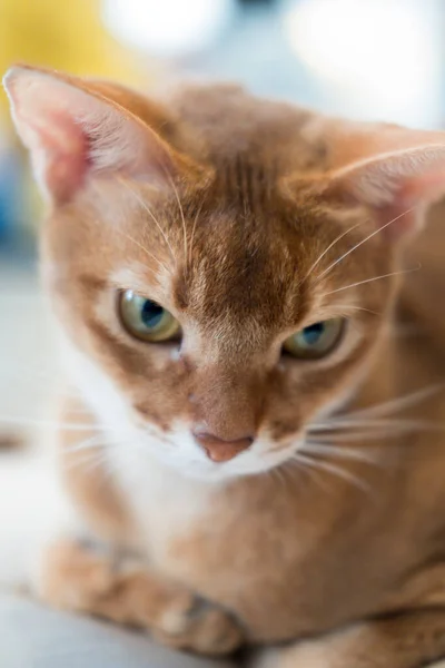 Kedi Bulanık Arkaplan Ile Seçici Odak — Stok fotoğraf