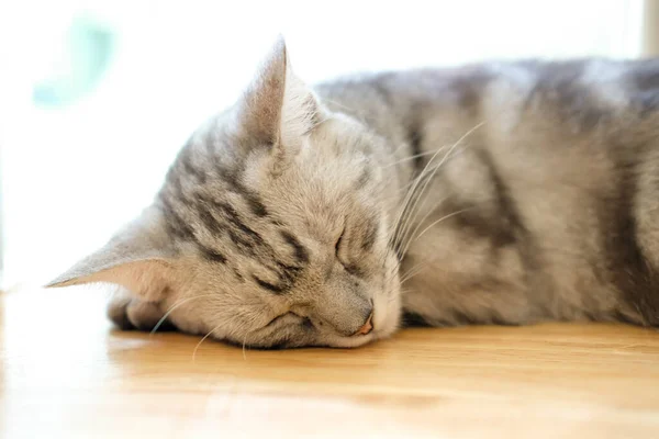 猫睡在地板上 有选择地集中注意力 — 图库照片
