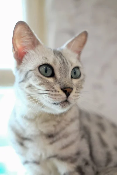 Cat Επιλεκτική Εστίαση Θολή Φόντο — Φωτογραφία Αρχείου