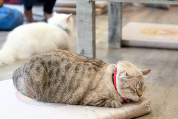 Chat Dormant Sur Sol Foyer Sélectif — Photo