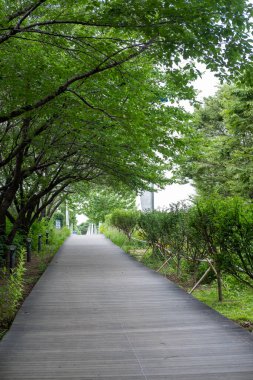 Walking path with tree along the way. Seoul Forest in Seoul, South Korea.