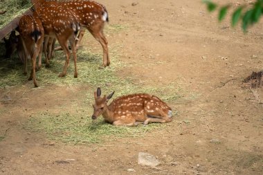 Deer laying down in Seoul Forest, South Korea