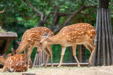 Deer eating grass at Seoul Forest, South Korea