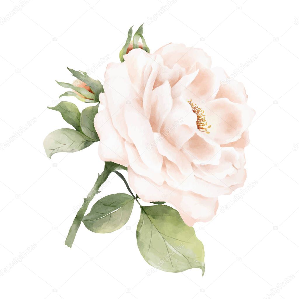 Watercolor painting of a light pink rose bouquet