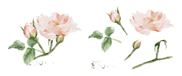Set Van Rozenaquarelelementen Geïsoleerd Witte Achtergrond Botanische Illustratie Collectie Van — Stockvector