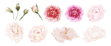 Beyaz arka planda izole gül suluboya çiçek. Düğün kavramları, tebrik kartı veya davetiye tasarımı için elementler vektör dekoratifi.