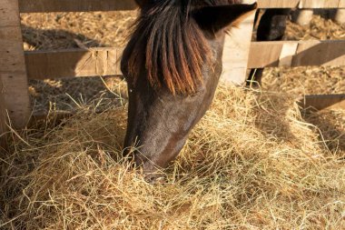 Bir binicilik merkezinde saman yiyen kahverengi at.