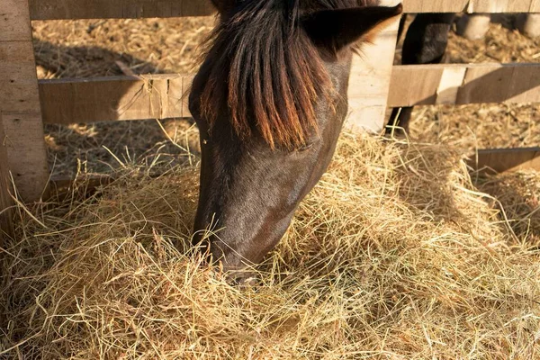 Bir binicilik merkezinde saman yiyen kahverengi at.