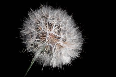 Büyük karahindiba tanecikleri - yakın plan siyah arkaplanda tuzlanırlar