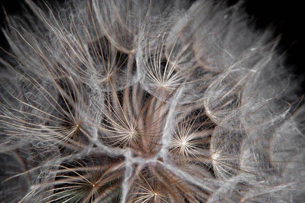 Large Dandelion Grain Salsify Black Background Close — Stock Photo, Image