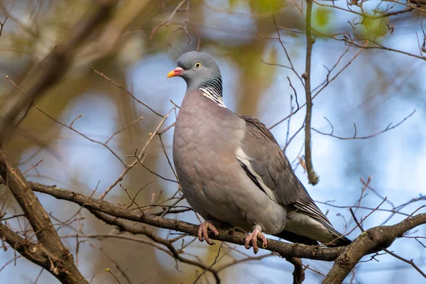 Columbidae is a bird family consisting of pigeons and doves. It is the only family in the order Columbiformes. These are stout-bodied birds with short necks and short slender bills that in some species feature fleshy ceres.