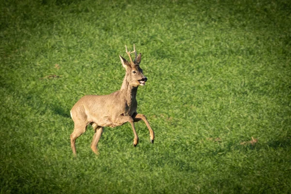 The roe deer (Capreolus capreolus), also known as the roe, western roe deer