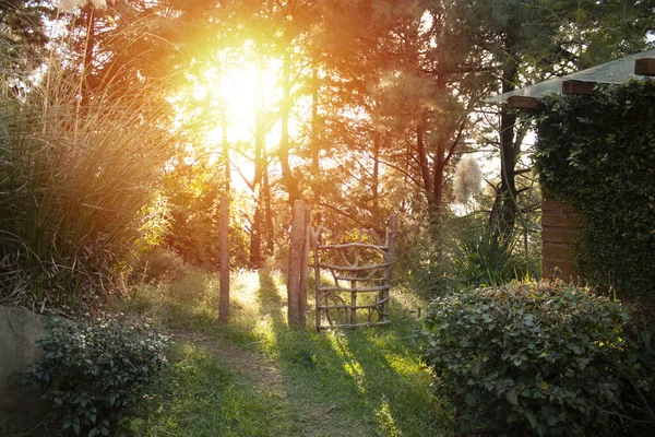 Podwórko Lesie Zachodzie Słońca Pomiędzy Rośliną Pędów Sosnowych Lisim Ogonem — Zdjęcie stockowe