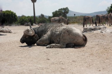 Bilimsel olarak Syncerus caffer olarak bilinen kaffir bufalosu derisini bol saç ve boynuzlar kaplar, şimdi mavi antilop sürüsüyle çevrili yerde yatar. 