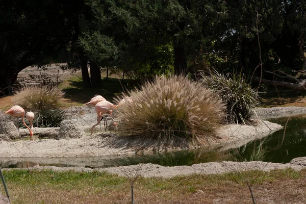 Chilijskie Flamingi Fenicopterus Chileni Egzotyczne Ptaki Pełne Różowych Łososiowych Piór — Zdjęcie stockowe