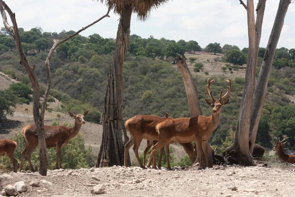 Büyük Geyik Olarak Kabul Edilen Bilimsel Adı Cervus Elaphus Olan — Stok fotoğraf